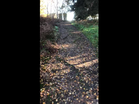 Sunny autumn walk in the Surrey Hills