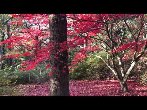 Spectacular Autumn Colours in the Isabella Plantation