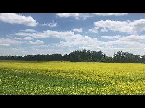 Fields of Gold
