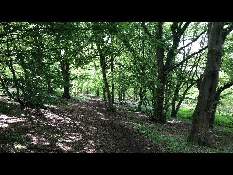 Birdsong & bluebells
