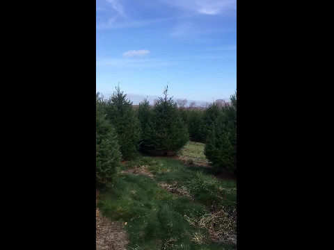 Wandering around Unagnst Tree Farm