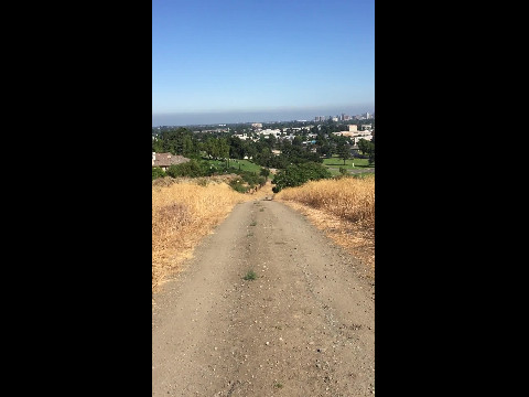 Deer in San Jose, California hills