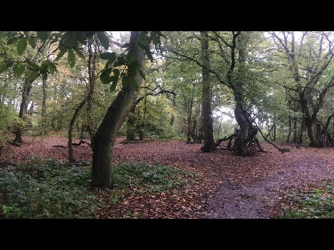 Rainy woodland walk