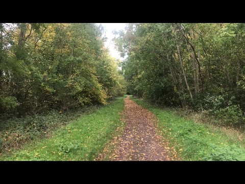 Autumn walk