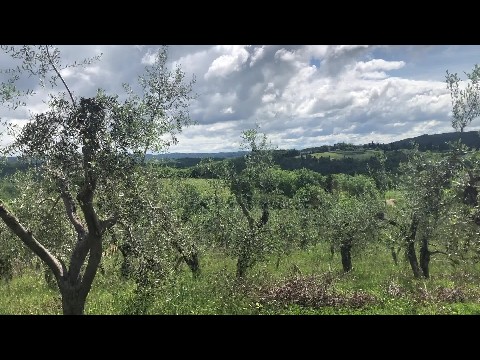 Olive trees and Monteriggioni
