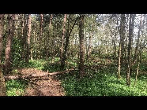 Woodland walk