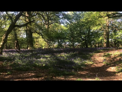 Bluebell forest