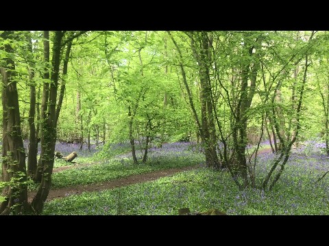 Bluebells in the woods