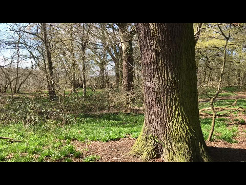 Woodland walk