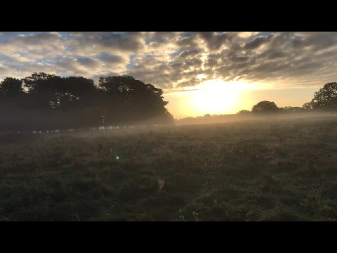Sunrise in Bushy Park III