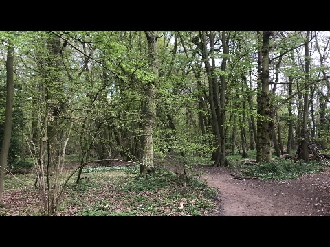 Spring Woods