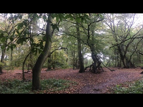 Rainy woodland