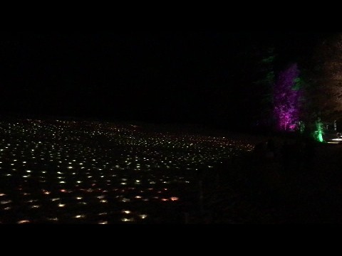 Illuminated winter forest walk