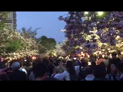 Cherry Blossom In Osaka
