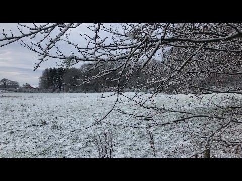 Delamere Forest in the snow