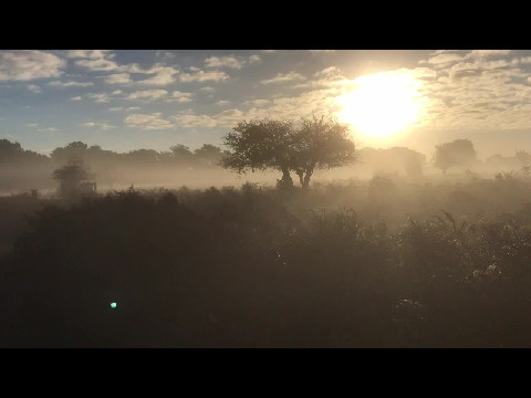 Sunrise in Bushy Park I