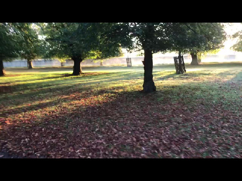 Sunrise in Bushy Park II