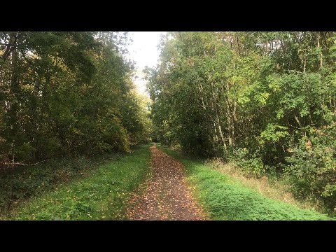 Autumn path